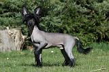 CHIEN NU CHINOIS 011